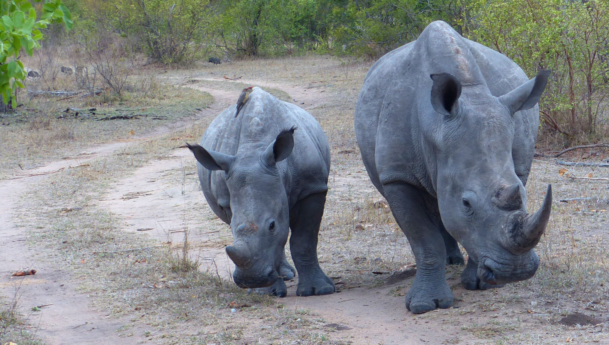 P1060599_Nashorn 1MB