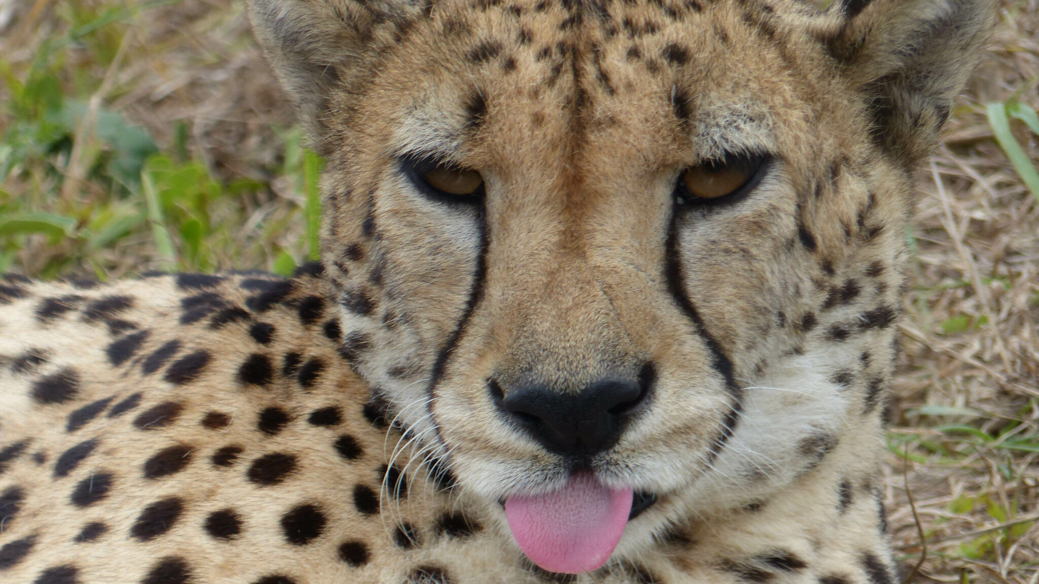 P1070909_Gepard 1MB